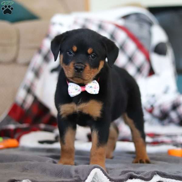 Ellie, Rottweiler Puppy